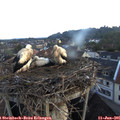 05_25-nest.jpg