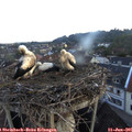 05_30-nest.jpg