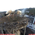 05_35-nest.jpg