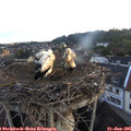 05_40-nest.jpg