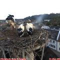 05_45-nest.jpg