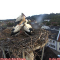 05_50-nest.jpg