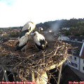 05_55-nest.jpg