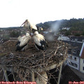 06_00-nest.jpg