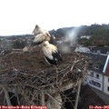 06_05-nest.jpg
