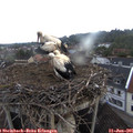 06_10-nest.jpg