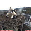 06_15-nest.jpg