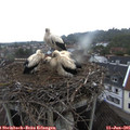 06_20-nest.jpg