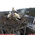 06_25-nest.jpg