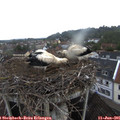 06_30-nest.jpg