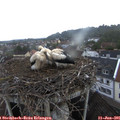 06_35-nest.jpg