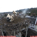 06_40-nest.jpg