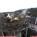 06_45-nest.jpg