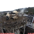 06_50-nest.jpg