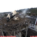 06_55-nest.jpg