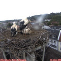 07_00-nest.jpg