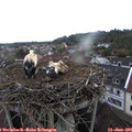 07_05-nest.jpg