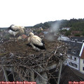 07_10-nest.jpg