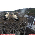 07_15-nest.jpg