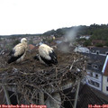 07_20-nest.jpg