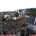 07_25-nest.jpg