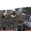 07_30-nest.jpg