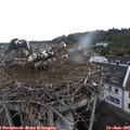 07_35-nest.jpg