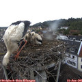 07_40-nest.jpg