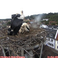 07_45-nest.jpg