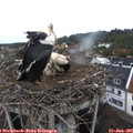 07_50-nest.jpg