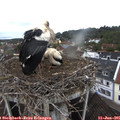 07_55-nest.jpg