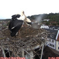 08_00-nest.jpg