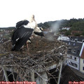 08_05-nest.jpg