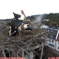 08_10-nest.jpg