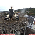 08_15-nest.jpg