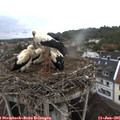 08_20-nest.jpg