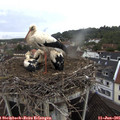 08_25-nest.jpg