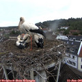 08_30-nest.jpg