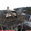 08_35-nest.jpg