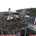 08_40-nest.jpg