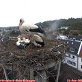 08_50-nest.jpg