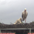 08_55-mast.jpg