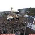 08_55-nest.jpg