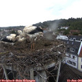 09_00-nest.jpg