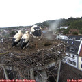 09_05-nest.jpg