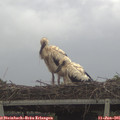 09_10-mast.jpg