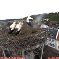 09_10-nest.jpg