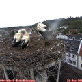 09_15-nest.jpg