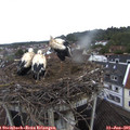 09_20-nest.jpg