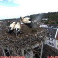 09_25-nest.jpg